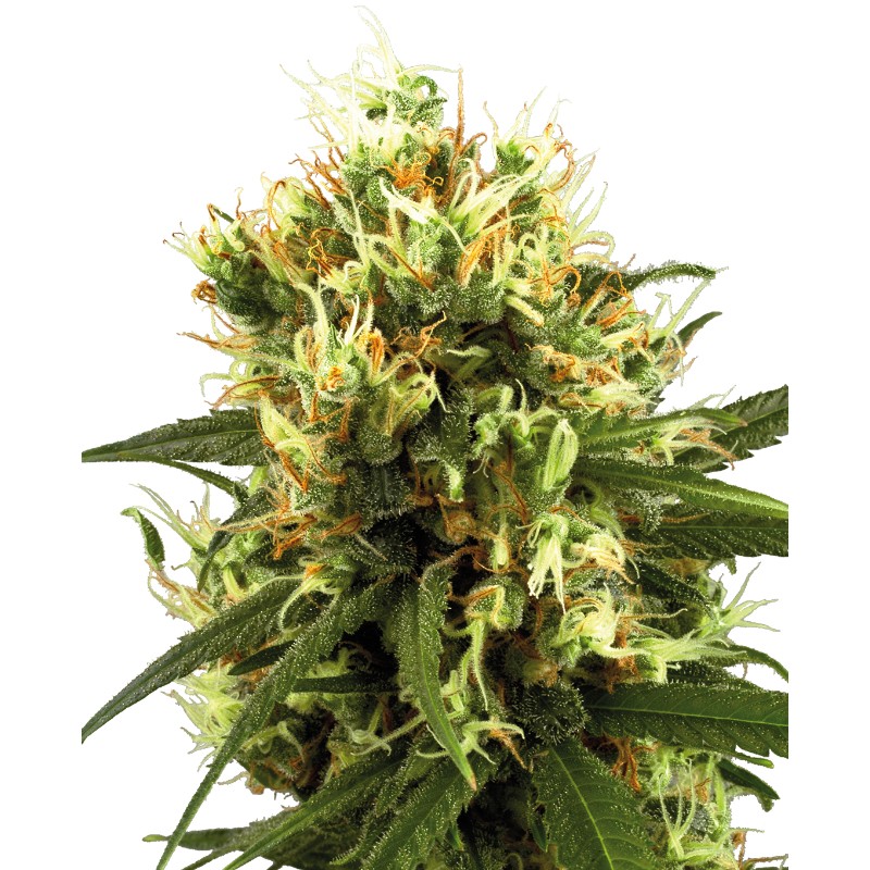 WHITE HAZE AUTOMATIC · White Label Seeds · semi di canapa · AutoFem