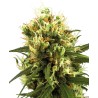 WHITE HAZE AUTOMATIC · White Label  Seeds · semi di canapa · AutoFem