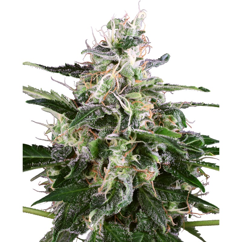 WHITE SKUNK AUTOMATIC · White Label  Seeds · semi di canapa · AutoFem