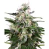 WHITE SKUNK AUTOMATIC · White Label  Seeds · semi di canapa · AutoFem