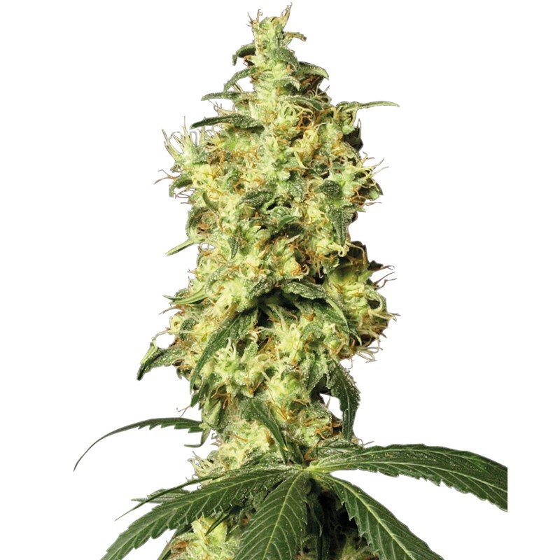 WHITE WIDOW AUTOMATIC · White Label  Seeds · semi di canapa indiana · AutoFem