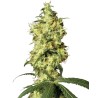 WHITE WIDOW AUTOMATIC · White Label  Seeds · semi di canapa indiana · AutoFem