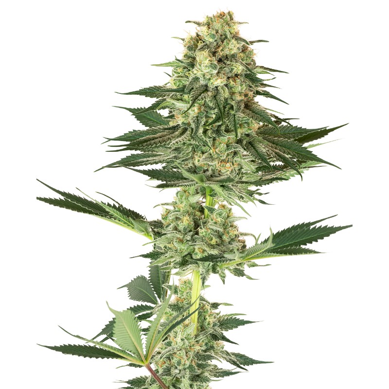 BANANA KUSH · White Label  Seeds · cannabis seeds · Fem