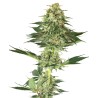 BANANA KUSH · White Label  Seeds · cannabis seeds · Fem