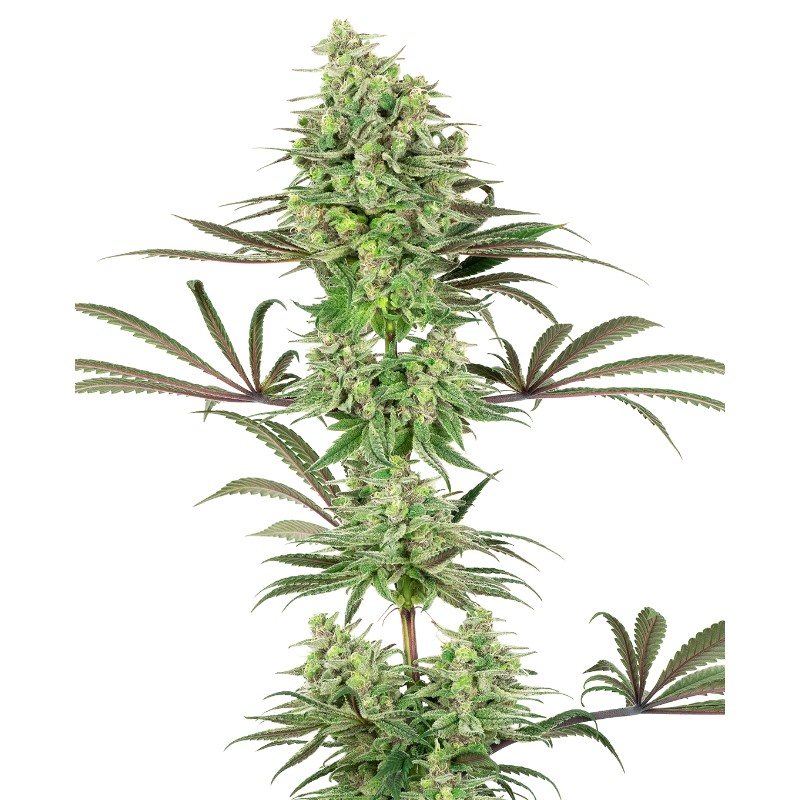 DOUBLE BANANA KUSH · White Label Seeds · cannabis samen · Fem