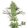 DOUBLE BANANA KUSH · White Label  Seeds · cannabis seeds · Fem