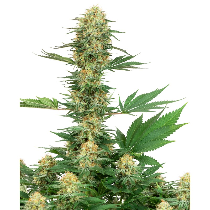 GELATO 420 · White Label Seeds · kenevir tohum · DIsi · Fem