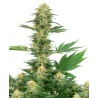 GELATO 420 · White Label  Seeds · kenevir tohum · DIsi · Fem