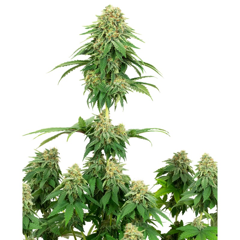 GIRL SCOUT COOKIES · White Label  Seeds · semi di canapa indiana · Fem