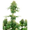 GIRL SCOUT COOKIES · White Label  Seeds · cannabis seeds · Fem