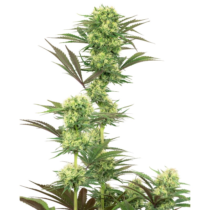 GUAVA JELLY · White Label Seeds · kenevir tohum · DIsi · Fem