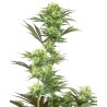 GUAVA JELLY · White Label  Seeds · cannabis samen · Fem