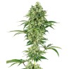 NICOLE HINDU KUSH · White Label  Seeds · cannabis samen · Fem