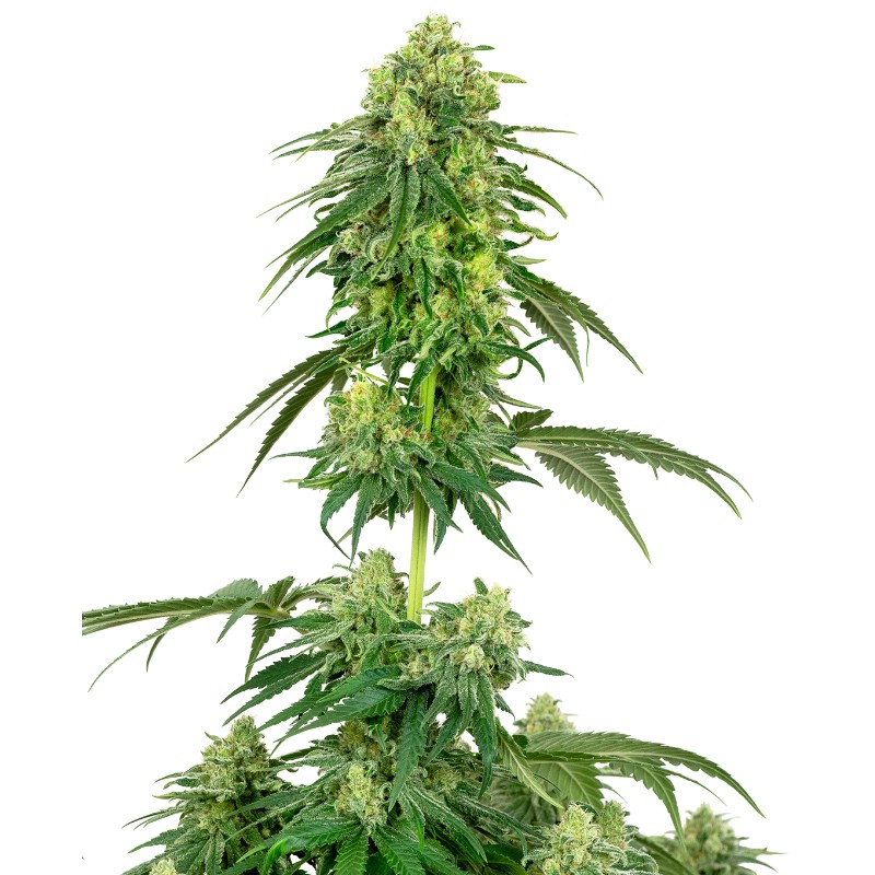 STRAWBERRY KUSH · White Label  Seeds · cannabis seeds · Fem