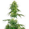 STRAWBERRY KUSH · White Label  Seeds · cannabis seeds · Fem