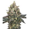 SWEET BERRY BREEZE · White Label  Seeds · kenevir tohum · DIsi · Fem