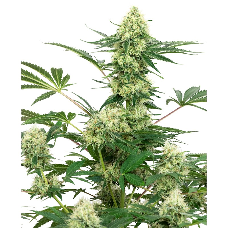 WEDDING CHEESECAKE · White Label Seeds · sementes de maconha · Fem