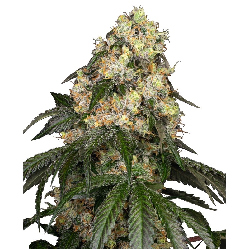 WHITE BISCOTTI OG XXL · White Label Seeds · semi di canapa indiana · Fem