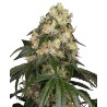 WHITE BISCOTTI OG XXL · White Label  Seeds · cannabis samen · Fem