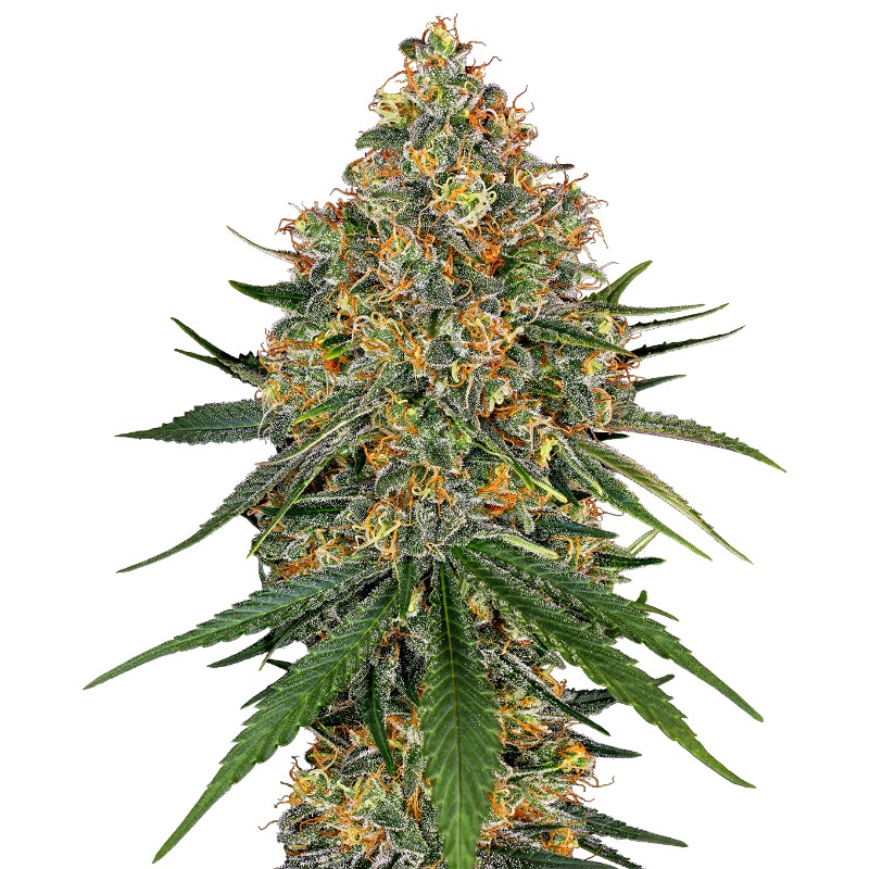 WHITE CHEESE · White Label  Seeds · cannabis seeds · Fem