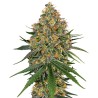 WHITE CHEESE · White Label  Seeds · semi di canapa indiana · Fem