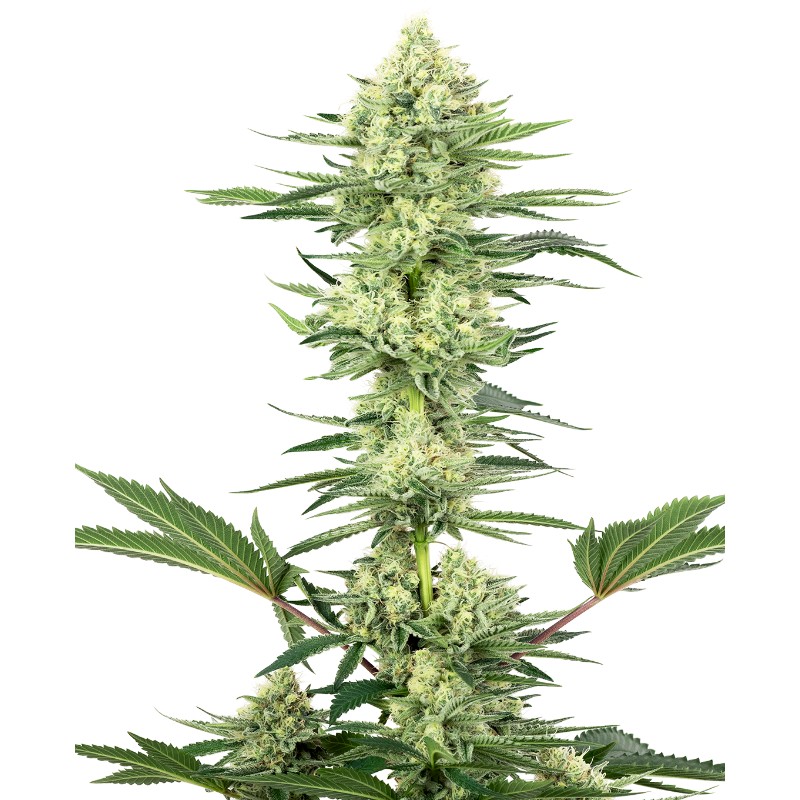 WHITE GORILLA HAZE · White Label  Seeds · cannabis seeds · Fem