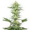 WHITE GORILLA HAZE · White Label  Seeds · kenevir tohum · DIsi · Fem