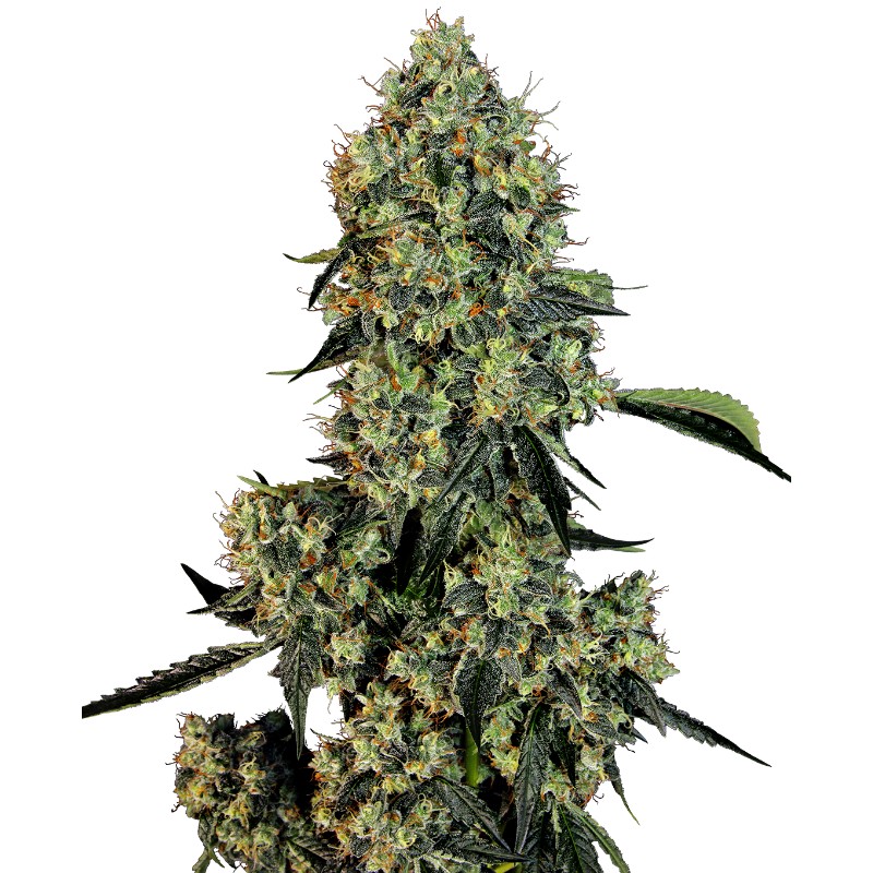 O.G KUSH · White Label Seeds · semi di canapa indiana · Fem