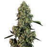 O.G KUSH · White Label  Seeds · sementes de maconha · Fem