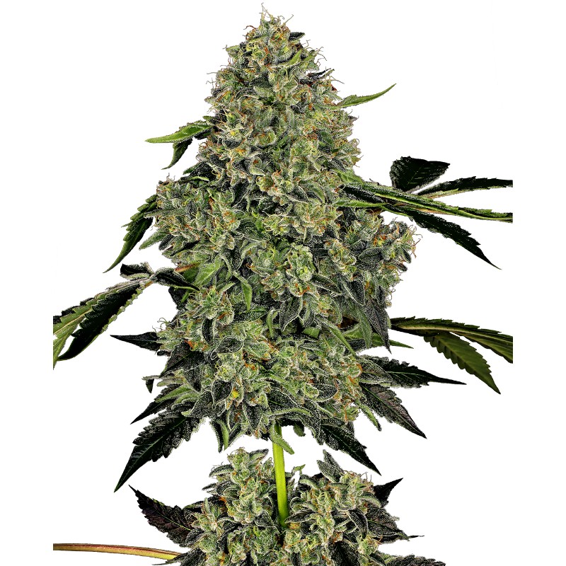 OG KUSH AUTO · White Label Seeds · semi di canapa indiana · AutoFem
