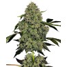 OG KUSH AUTO · White Label  Seeds · semi di canapa indiana · AutoFem