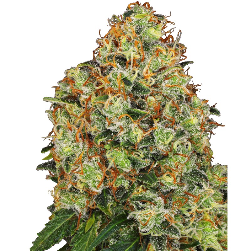 SWEET TANGERINE TANGO AUTO · White Label Seeds · semi di canapa indiana · AutoFem