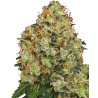 SWEET TANGERINE TANGO AUTO · White Label  Seeds · cannabis seeds · AutoFem