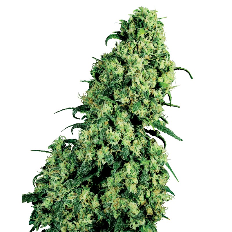 SKUNK 1 AUTOMATIC · White Label Seeds · semi di canapa · AutoFem