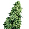 SKUNK 1 AUTOMATIC · White Label  Seeds · semi di canapa · AutoFem