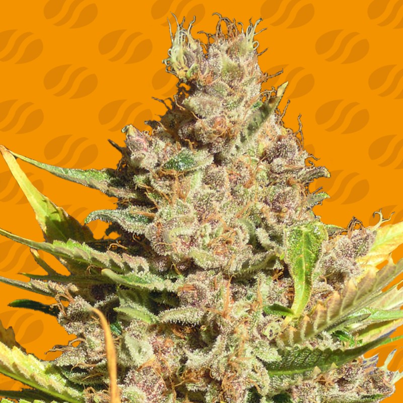 ALIEN GORILLA · Original Sensible Seeds · kaufen cannabis samen · Fem