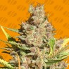 ALIEN GORILLA · Original Sensible Seeds · semi di canapa · Fem