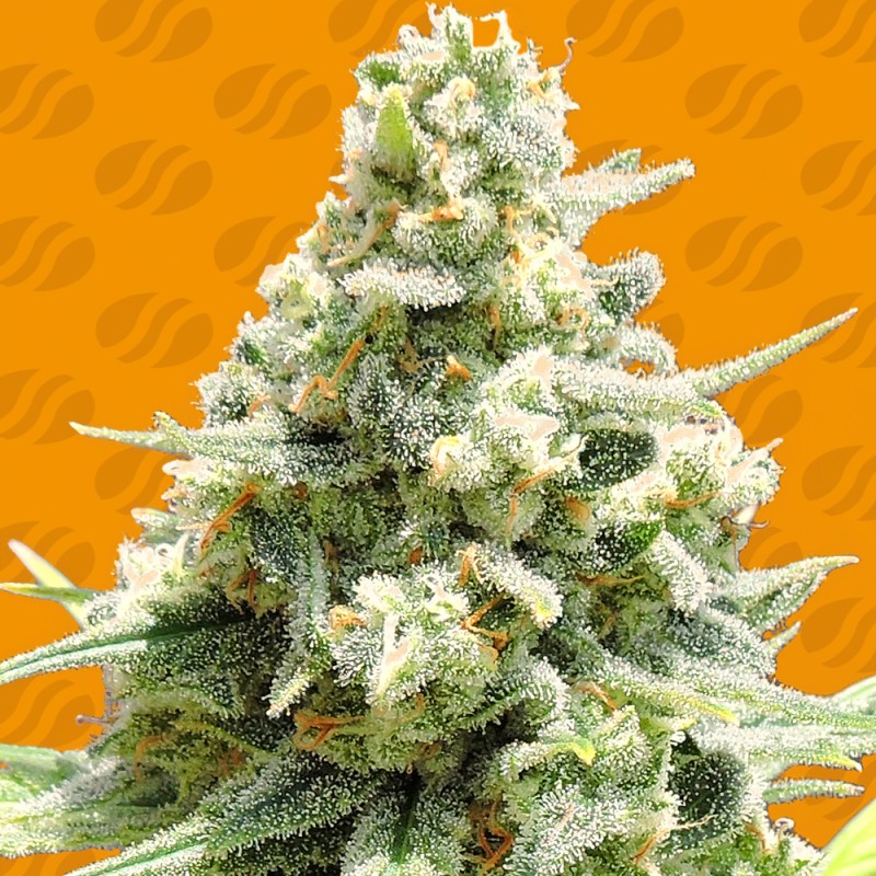 AMNESIA LEMON KUSH · Original Sensible Seeds · semi di canapa · Fem