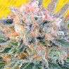 AUTO BLUEBERRY GHOST OG · Original Sensible Seeds · kaufen cannabis samen · AutoFem