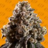 ALIEN MOONROCKS · Original Sensible Seeds · kaufen cannabis samen · Fem