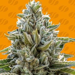 FROSTED GUAVA · Original...