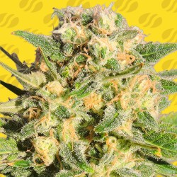 AUTO AK XXL · Original Sensible Seeds · semi di canapa · AutoFem