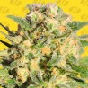 AUTO AK XXL · Original Sensible Seeds · sementes de maconha · AutoFem