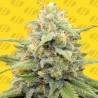APPLE FRITTER AUTO · Original Sensible Seeds · semi di canapa · AutoFem