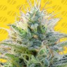 AUTO GHOST OG · Original Sensible Seeds · cannabis seeds · AutoFem