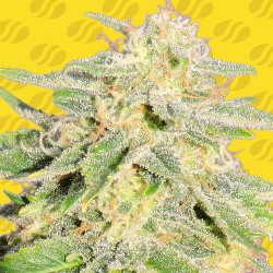 AUTO JACK HERER · Original Sensible Seeds · semi di canapa · AutoFem