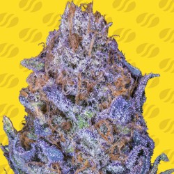 AUTO PURPLE · Original Sensible Seeds · semi di canapa · AutoFem