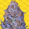 AUTO PURPLE · Original Sensible Seeds · kaufen cannabis samen · AutoFem