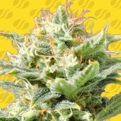 AUTO SUPER SKUNK · Original Sensible Seeds · semi di canapa · AutoFem