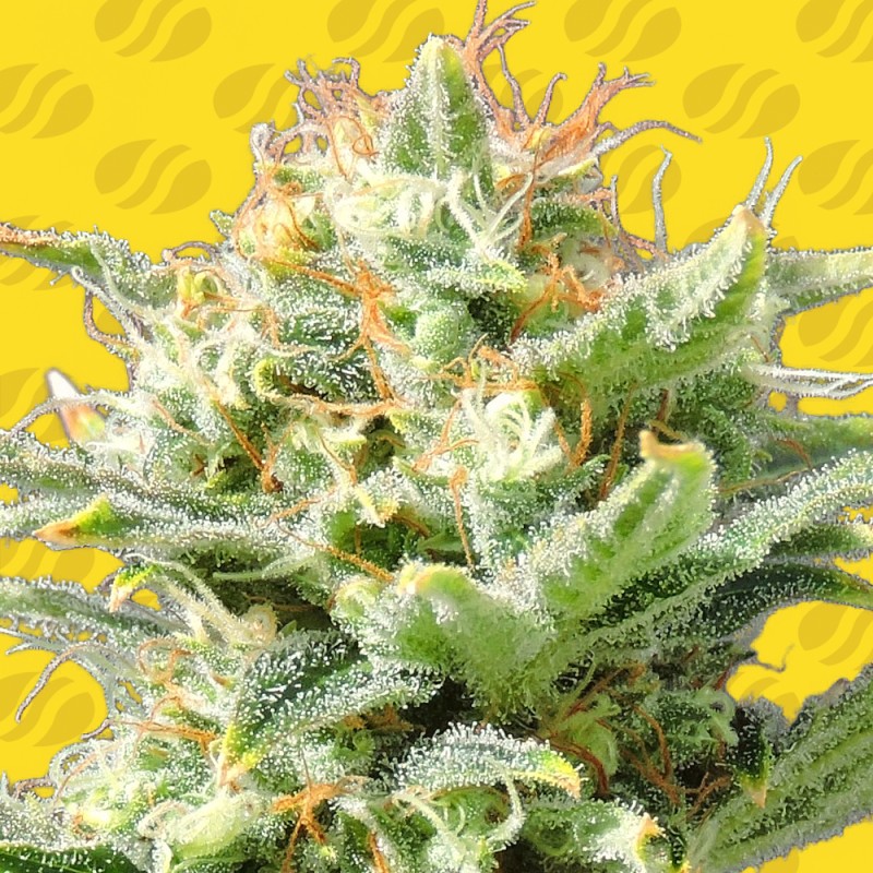 AUTO SUPER SKUNK · Original Sensible Seeds · semi di canapa · AutoFem